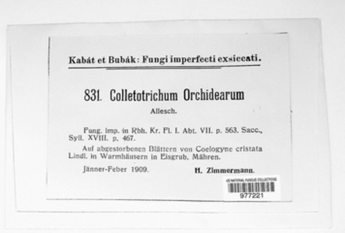Colletotrichum orchidearum image